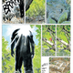Illustration for article titled In emBeautiful Darkness/em, a fairy tale life is inextricably tied to death